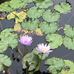 Meet your Posher, Alice